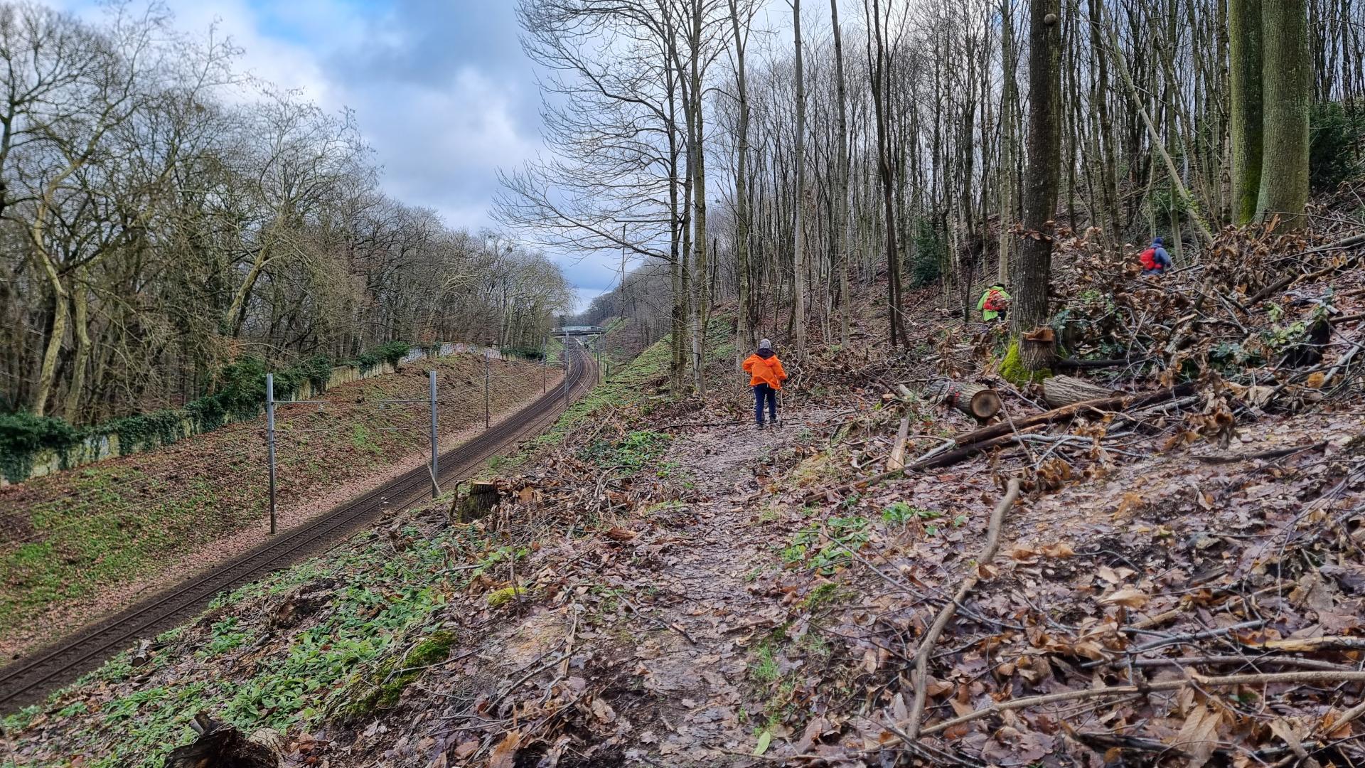 Gr sous les travaux forestiers